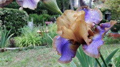 Image de Iris Gypsy Prince